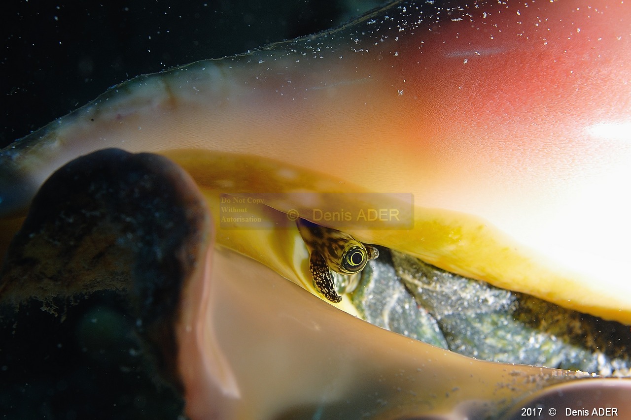 Lambis-truncata-sebae lambis de Mer rouge-Safaga Middle reef-5m-20171124-Denis-ADER-DSC_3824_tn.jpg